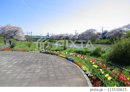 春の埼玉県蓮田市を流れる元荒川の河川敷に咲くソメイヨシノの桜の花とカラフルな花々と鉄橋を走る鉄道 113530625