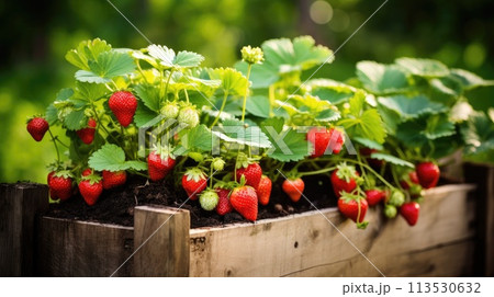 Red strawberries agriculture harvesting. Generative AI 113530632