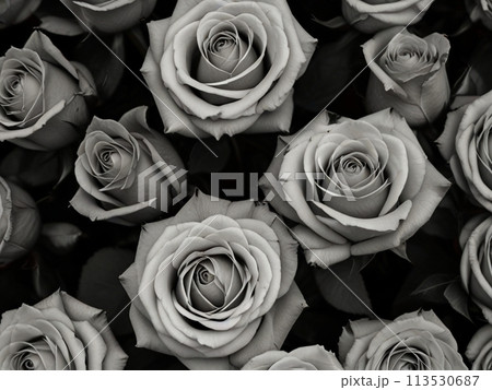 モノトーンの薔薇達のイラスト素材 [113530687] - PIXTA