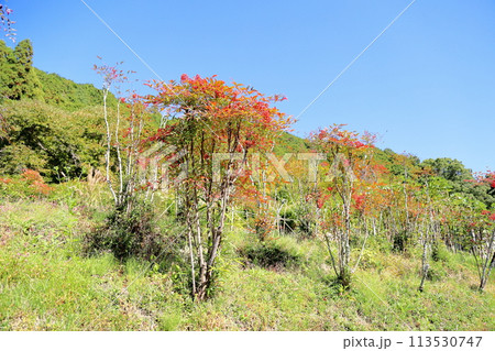 ナンテンの実 ナンテンの実 113530747