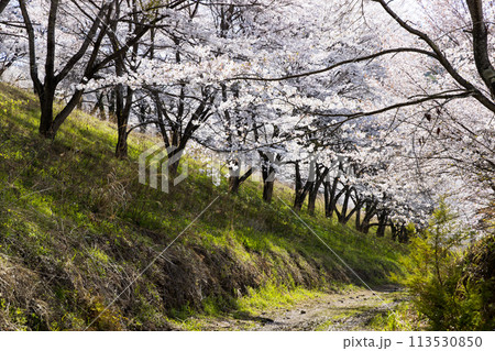 埼玉県東秩父村 虎山の千本桜 埼玉県東秩父村 虎山の千本桜 113530850