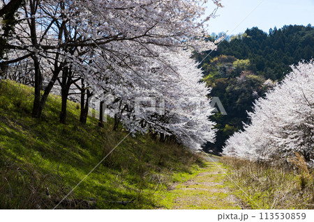 埼玉県東秩父村 虎山の千本桜 埼玉県東秩父村 虎山の千本桜 113530859