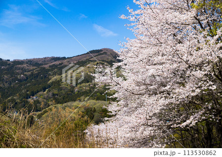 埼玉県東秩父村 虎山の千本桜 埼玉県東秩父村 虎山の千本桜 113530862