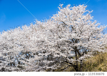 埼玉県東秩父村 虎山の千本桜 埼玉県東秩父村 虎山の千本桜 113530870