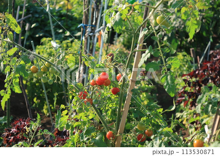 トマトの赤い実がなる家庭菜園の様子 トマトの赤い実がなる家庭菜園の様子 113530871