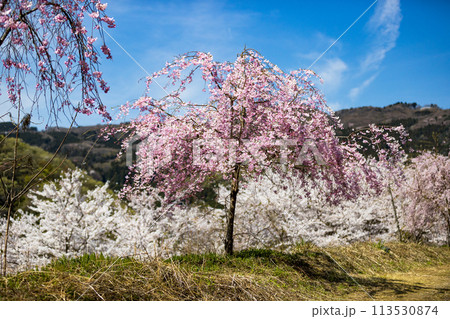 埼玉県東秩父村　虎山の千本桜 113530874
