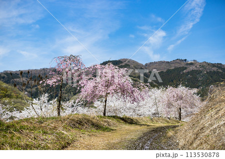 埼玉県東秩父村　虎山の千本桜 113530878