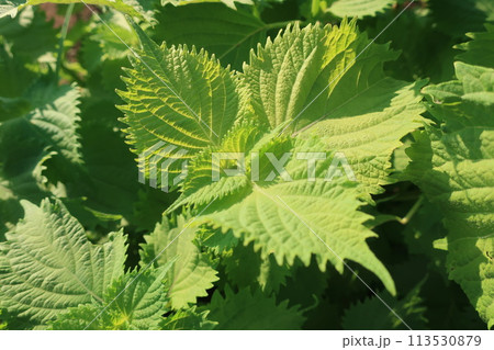 家庭菜園で成長する大葉(紫蘇) 家庭菜園で成長する大葉(紫蘇) 113530879