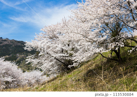 埼玉県東秩父村 虎山の千本桜 埼玉県東秩父村 虎山の千本桜 113530884