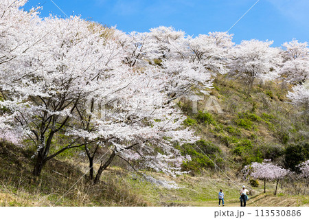 埼玉県東秩父村 虎山の千本桜 埼玉県東秩父村 虎山の千本桜 113530886