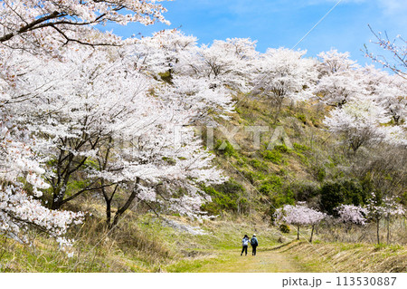埼玉県東秩父村 虎山の千本桜 埼玉県東秩父村 虎山の千本桜 113530887