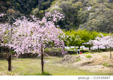 埼玉県東秩父村 虎山の千本桜 埼玉県東秩父村 虎山の千本桜 113530897