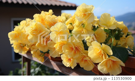Yellow begonia flowers growing on balcony. 113530900
