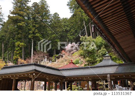 桜並木が続く谷汲山華厳寺 桜並木が続く谷汲山華厳寺 113531367