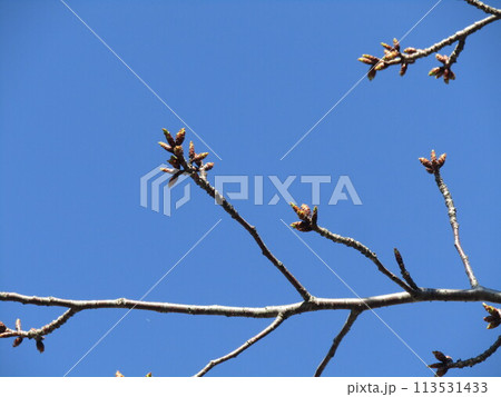 まだ固い蕾のこじま花の会桜並木の桜 まだ固い蕾のこじま花の会桜並木の桜 113531433