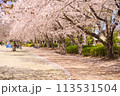 さくら吹雪が舞う公園 113531504