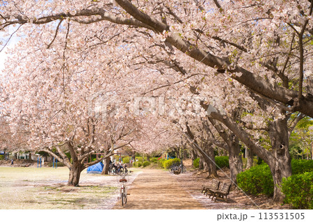 桜のトンネル 113531505