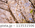 桜が咲く枝に寄った桜の木 113531506