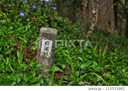 葉桜の根尾谷薄墨ザクラ 113531662
