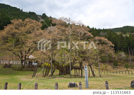 葉桜の根尾谷薄墨ザクラ 113531663