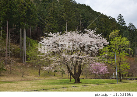 葉桜の根尾谷薄墨ザクラ 113531665