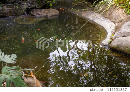 Beautiful tropical garden pond Beautiful tropical garden pond 113531887