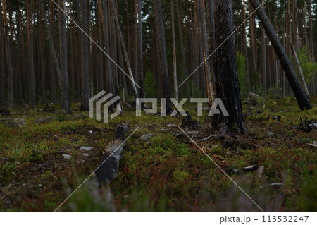 Pine forest after a large scale fire in France, Landscape of a burnt forest, New green vegetation after a forest fire Pine forest after a large scale fire in France, Landscape of a burnt forest, New green vegetation after a forest fire 113532247