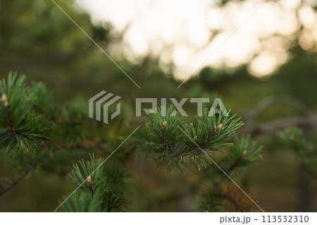 Pine forest after a large scale fire in France, Landscape of a burnt forest, New green vegetation after a forest fire 113532310