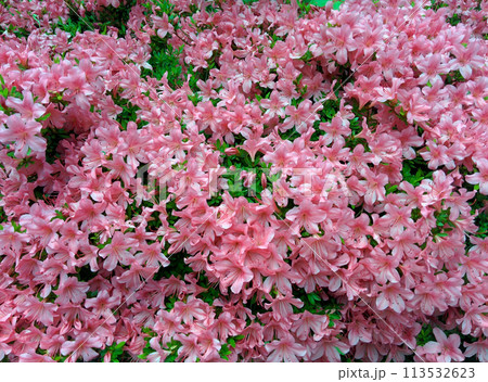 Azalea in full bloom at avenue / 満開のツツジの花,街路樹 Azalea in full bloom at avenue / 満開のツツジの花,街路樹 113532623