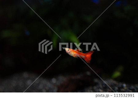 優雅に泳ぐ赤い熱帯魚～淡水魚～ 113532991