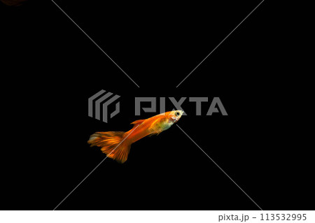 優雅に泳ぐ赤い熱帯魚～淡水魚～ 113532995