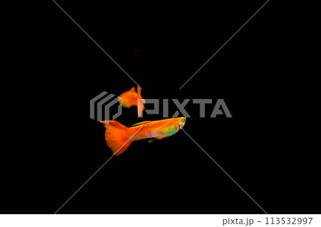 優雅に泳ぐ赤い熱帯魚～淡水魚～ 113532997