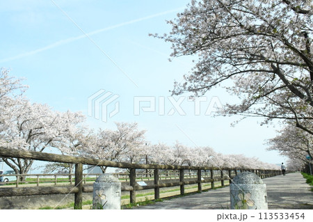 桜咲く散歩道 113533454