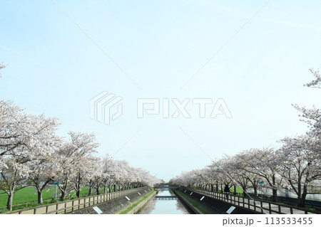 桜と快晴 113533455