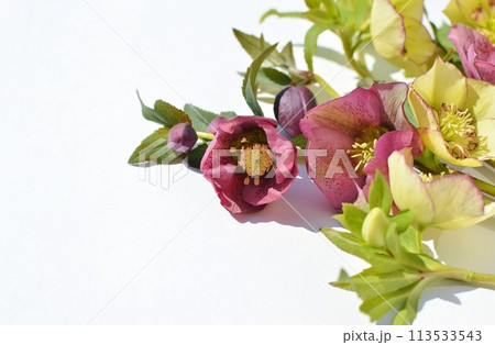 紫とクリームイエローのクリスマスローズの花　　　 113533543