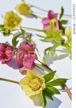 紫とクリームイエローのクリスマスローズの花 紫とクリームイエローのクリスマスローズの花 113533551
