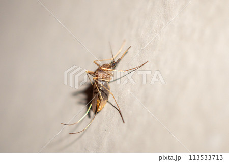 Mosquito on the wall background close up Mosquito on the wall background close up 113533713