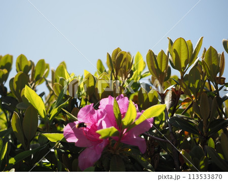 つつじの花の素材 つつじの花の素材 113533870