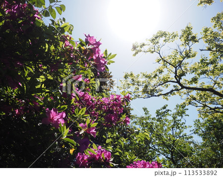 つつじの花の素材 113533892