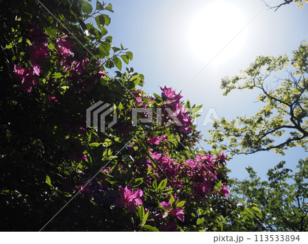 つつじの花の素材 つつじの花の素材 113533894