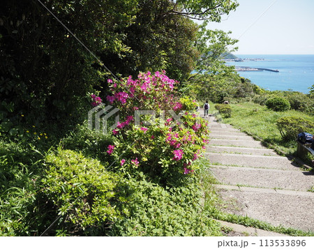 つつじの花の素材 113533896