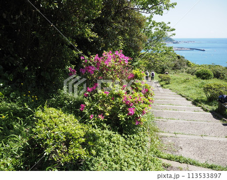 つつじの花の素材 113533897