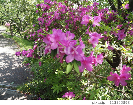 つつじの花の素材 113533898