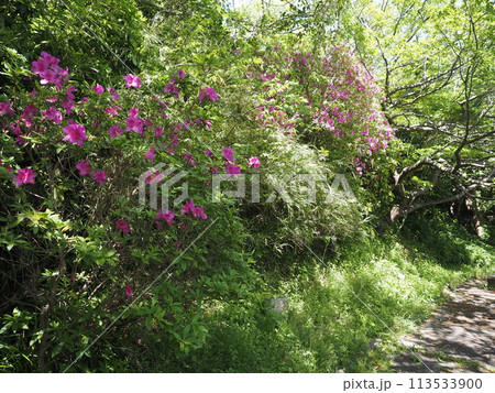 つつじの花の素材 つつじの花の素材 113533900