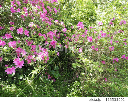 つつじの花の素材 つつじの花の素材 113533902