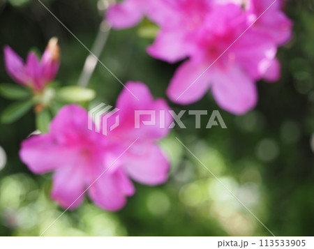 つつじの花の素材 113533905