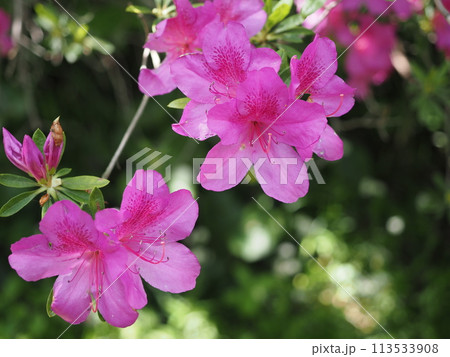つつじの花の素材 113533908