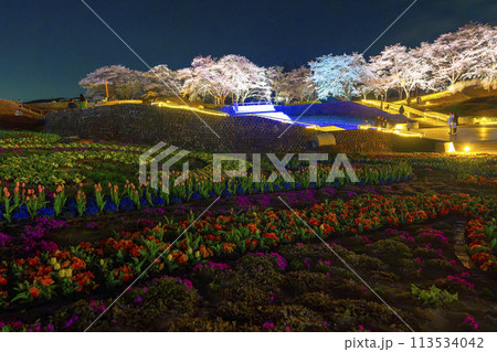 国営みちのく湖畔公園　夜桜のライトアップ「みちのく花明かり」　宮城県川崎町 113534042