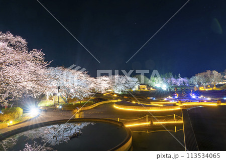 国営みちのく湖畔公園 夜桜のライトアップ「みちのく花明かり」 宮城県川崎町 国営みちのく湖畔公園 夜桜のライトアップ「みちのく花明かり」 宮城県川崎町 113534065