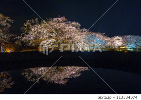 国営みちのく湖畔公園　夜桜のライトアップ「みちのく花明かり」　宮城県川崎町 113534074